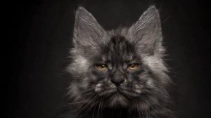 Как отличить чистокровного Мейн-куна. Цена на Мейн-кунов.