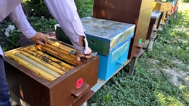 Вывод маток от А до Я.Раздача маточников отводкам часть 3. смотреть онлайн