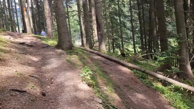 traseu prin pădure de tip circuit în jurul lacului Iezerul Sadovei смотреть онлайн