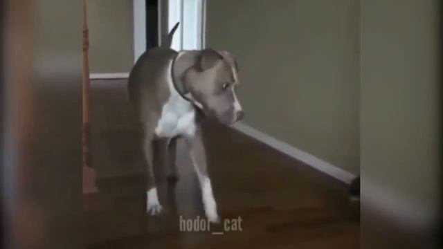 ЛУЧШИЕ ПРИКОЛЫ ПРО КОТОВ, СОБАК И ЖИВОТНЫХ КОТЕЙКА FUNNY CAT&ANIMALS смотреть онлайн