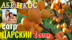 Абрикос ЦАРСКИЙ - 2 Серия. "Секреты Садовода". Один из Лучших Сортов АБРИКОСА.