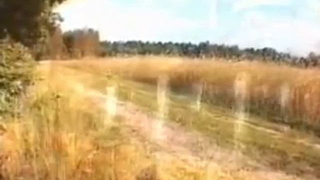 08 Горец птичий Спорыш смотреть онлайн