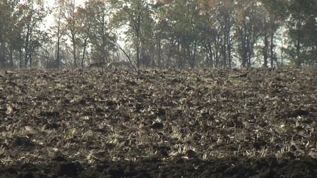 Хортые борзые. Охота. смотреть онлайн