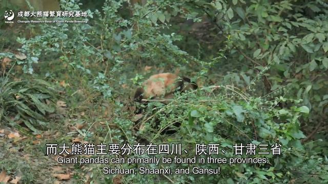 【The Giant Panda You Don’t Know】Distinction Between Giant Pandas And Red Pandas | iPanda смотреть онлайн