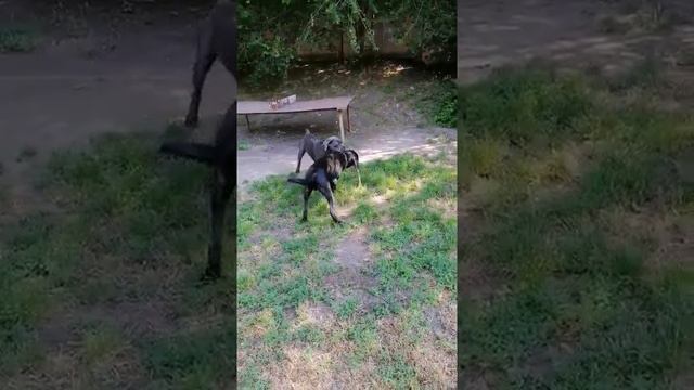 Кане корсо 7 и 10 месяцев смотреть онлайн