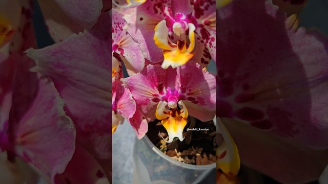 Phal. SON Pinif W-142 peloric 🌸 Красивейшая орхидея бабочка от азиатского садовника Son Ya 🤩 Обзор смотреть онлайн