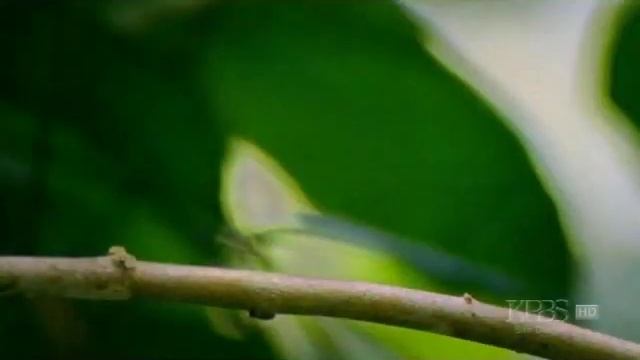 Moonwalk Manakin Bird