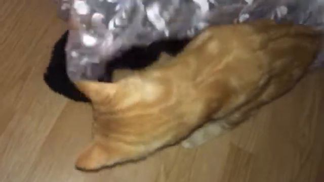 Схватка котов. Ржач