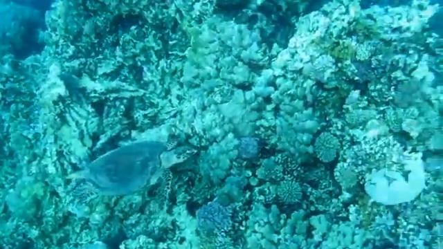 ЧЕРЕПАХИ МАКАДИ . смотреть онлайн