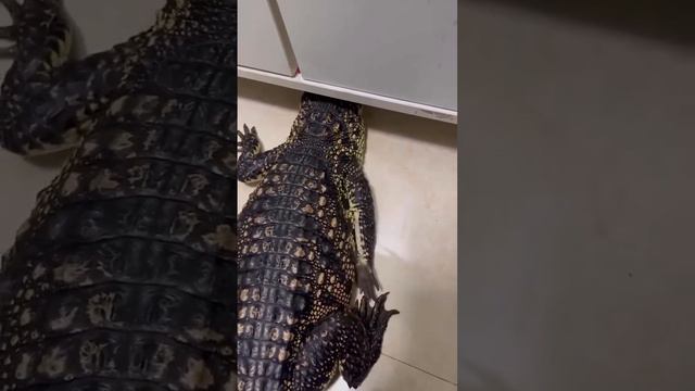 Я боюсь щекотки 😝 смотреть онлайн