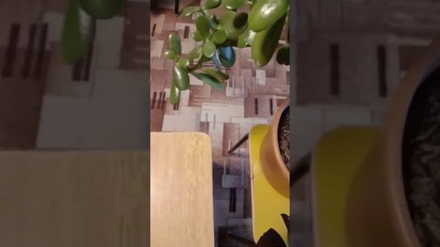 Спасаем денежное дерево(крассулу, толстянка) с мусорки !!!! Часть 1 смотреть онлайн