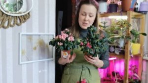 Как ухаживать за Азалией, вся правда. Часть 1