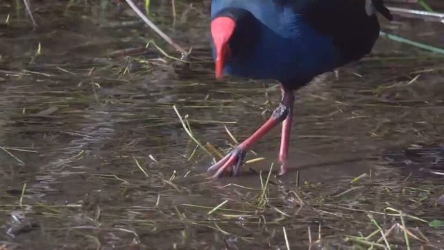 Султанка Porphyrio porphyrio смотреть онлайн