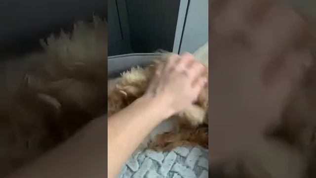 Мальтипу Элвис Поколение Ф1 наш выпускник. а так же мы ждем пополнение,подробнее звоните. смотреть онлайн