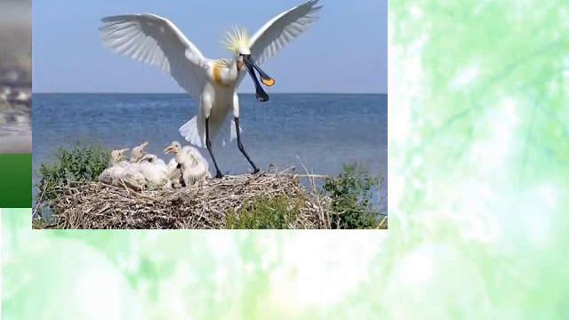 Водно болотные угодья Маныч Гудило смотреть онлайн