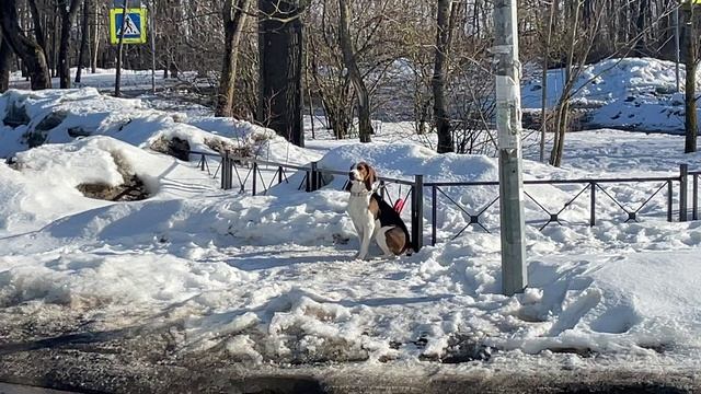 От Питера до Гатчины (40+ километров пешком) смотреть онлайн