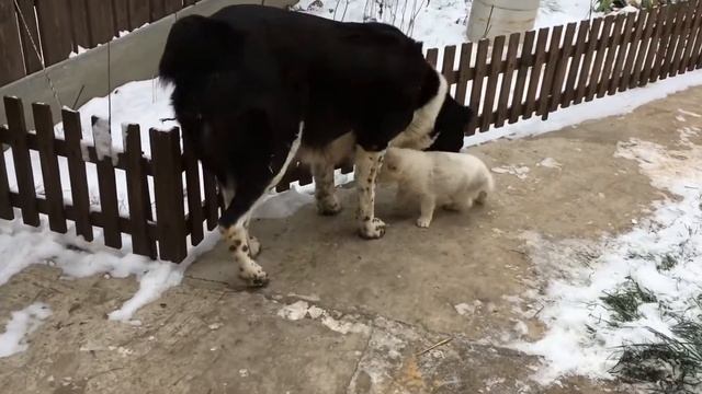 Мама-собака обучает щенят игре. смотреть онлайн