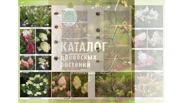 КАТАЛОГИ МНОГОЛЕТНИХ И ДРЕВЕСНЫХ РАСТЕНИЙ,ВЫРАЩИВАЕМЫХ В ПИТОМНИКАХ АППМ (2017) смотреть онлайн
