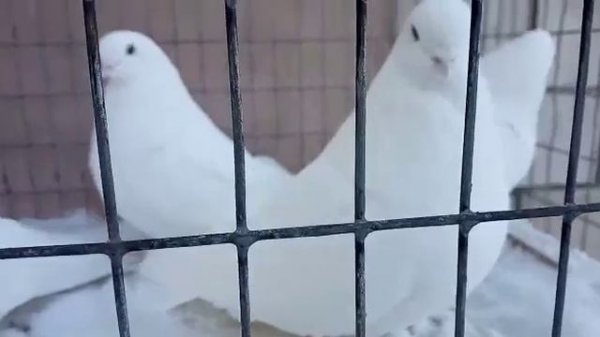 Ижевские белые