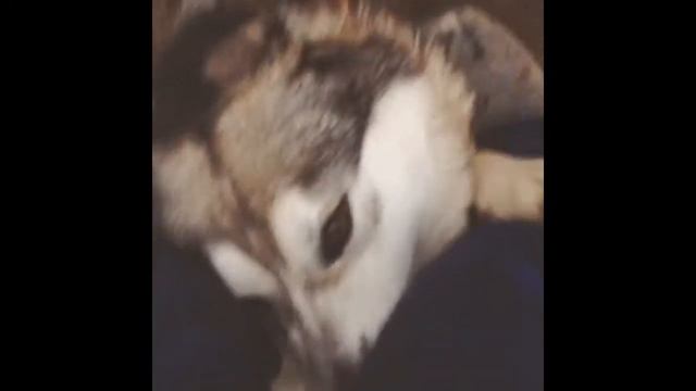 Аляскинский маламут