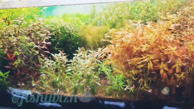 Live plants in store -May 22 @fishybizn2013 смотреть онлайн