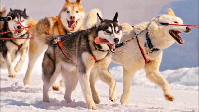 Биология 8 класс Домашние хищные звери Собаки смотреть онлайн