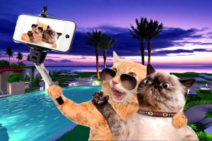 Приколы про кошек 2023