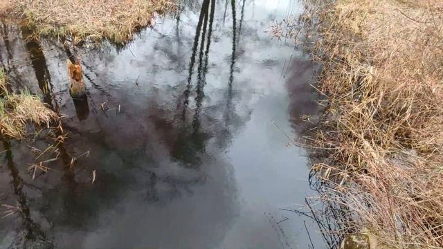 Самый ВЫСОКИЙ Дуб в ЕВРОПЕ/Дуб Патриарх/ЦАРЬ Дуб/самый старый ДУБ в БЕЛАРУСИ/Пожежинский ДУБ