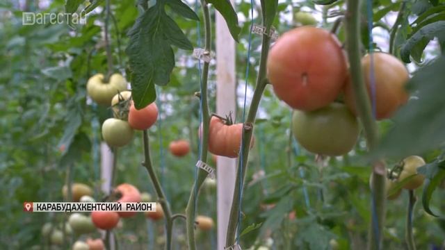 Темпы развития овощеводства в Дагестане смотреть онлайн