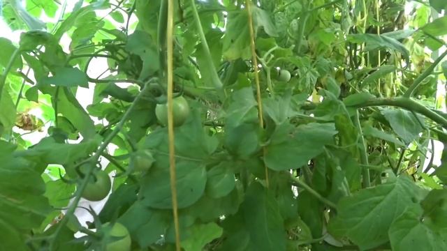 В стране дремучих трав / Томаты - мутанты / Червивые помидоры это реальность ? 13 августа 2021 г. смотреть онлайн