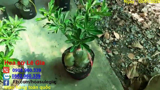 (Đã hết) 05/01/20 - Nay con có 48 cây sứ thái đẹp. Giá: 100-300k/cây. Liên hệ: 0908.960.339 смотреть онлайн