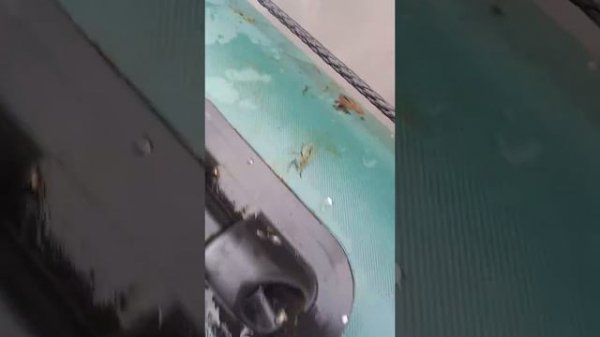 хорошо зацепилась