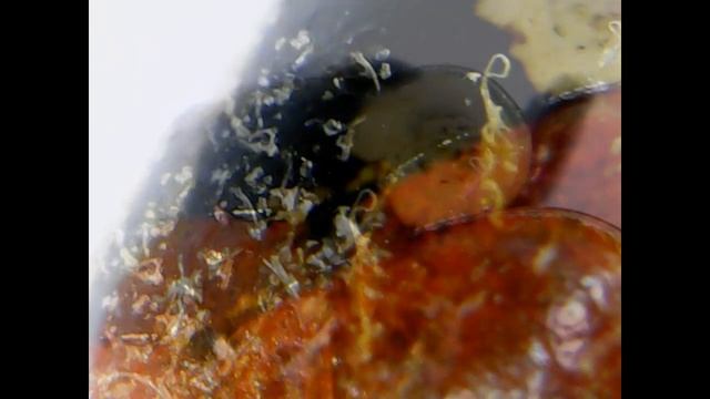 Under the microscope: ladybug / Под микроскопом: божья коровка смотреть онлайн