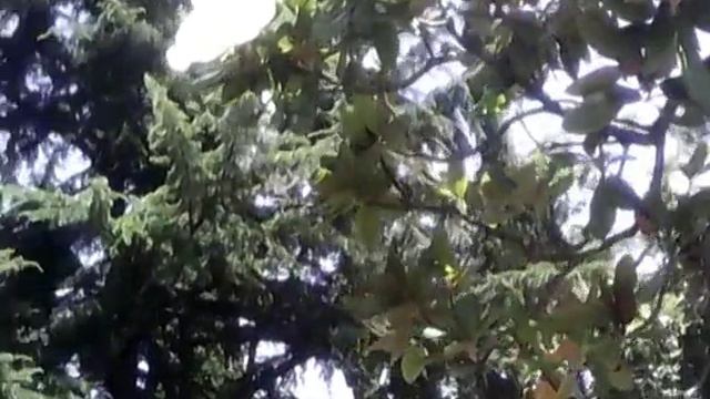 ЛАНШАФТ магнолия смотреть онлайн