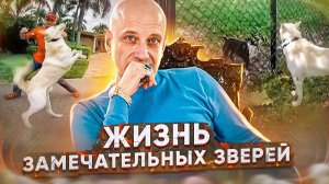 Спецвыпуск из Майами С.Ш.А.(Агрессия на собак)