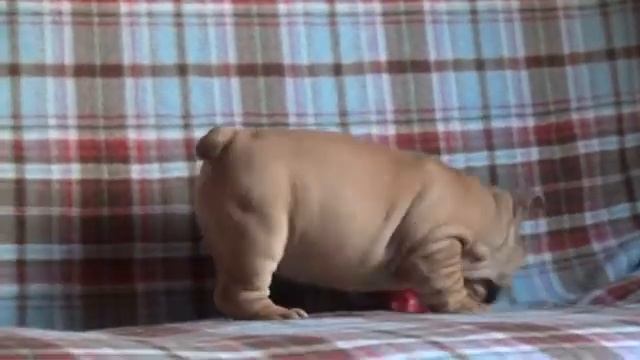ENGLISH BULLDOG puppy for sale "BULLDOG FILL" RKF-FCI английский бульдог смотреть онлайн