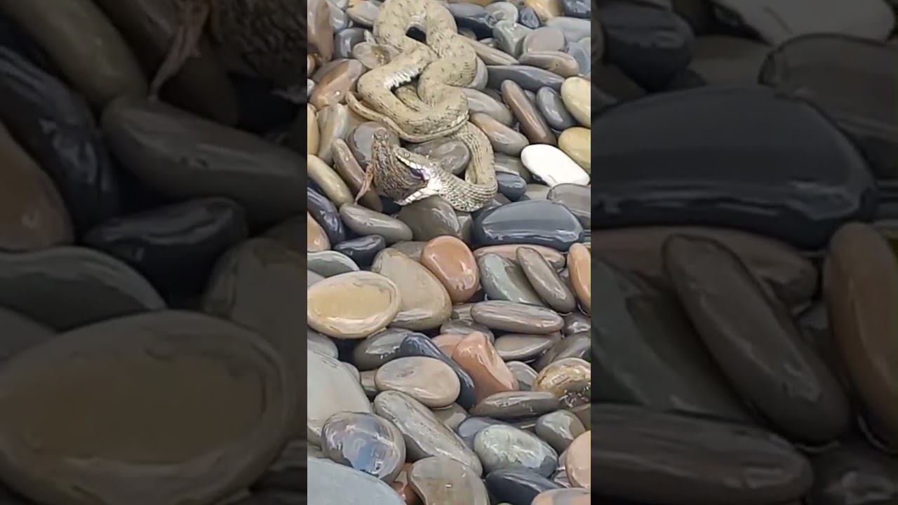 ‼️Осторожно змеи. На пляже в Новороссийске змею застали за обедом! смотреть онлайн