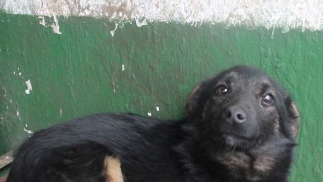 5 дней на жизнь – потом укол! Обреченная собака из “усыпалки” не ждала ничего хорошего… смотреть онлайн