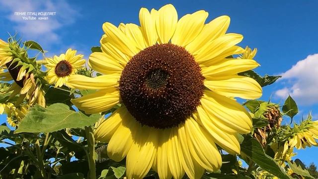 ПЕНИЕ ЖАВОРОНКА НОРМАЛИЗУЕТ ДАВЛЕНИЕ,ПОДНИМЕТ НАСТРОЕНИЕ И ВСЕЛИТ ЛЮБОВЬ К ЖИЗНИ. смотреть онлайн
