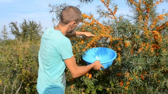 Сбор облепихи, лучший способ смотреть онлайн