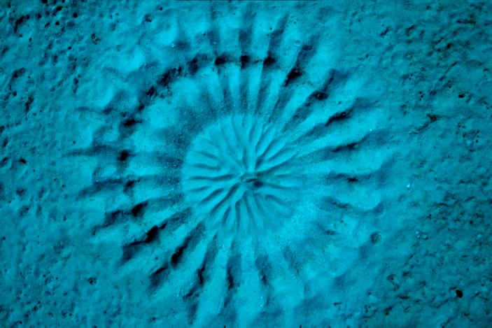 Японский Иглобрюх – рыба архитектор.