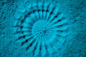 Японский Иглобрюх – рыба архитектор.