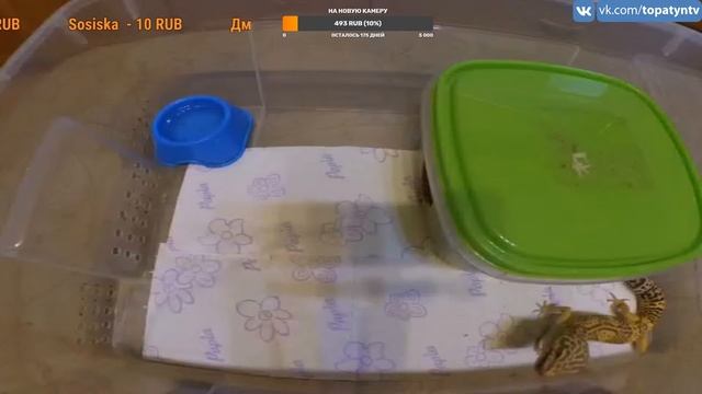 //СТРИМ// КОРМЛЕНИЕ ЭУБЛЕФАРОВ /ЭКЗОТИЧЕСКИЕ ЖИВОТНЫЕ / ОТВЕЧАЕМ НА ВОПРОСЫ