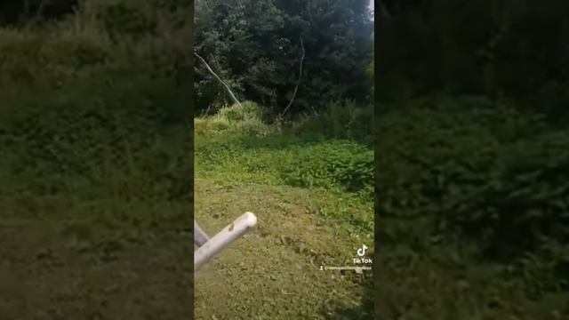 Сбор крапивы двудомной. смотреть онлайн