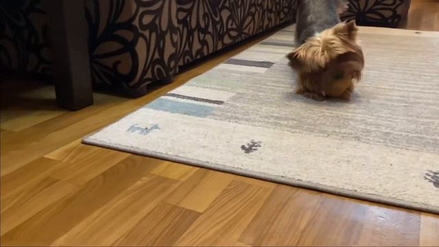 Будни сфинкса