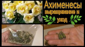 АХИМЕНЕСЫ. Пора сажать. Раскрываю секреты удачного выращивания