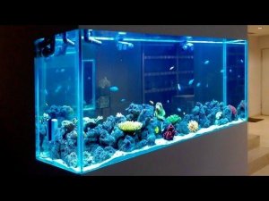 ПОЧЕМУ НУЖНО ПОКУПАТЬ БОЛЬШОЙ АКВАРИУМ