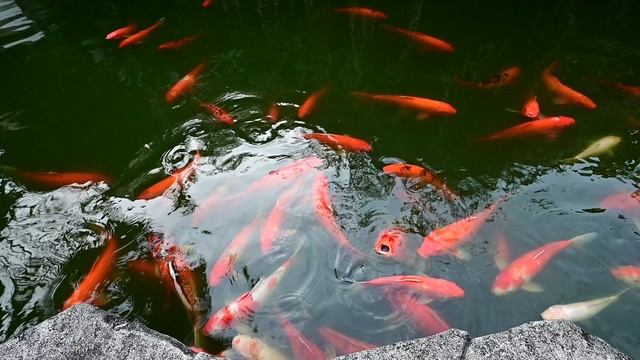 DSC_3276 смотреть онлайн