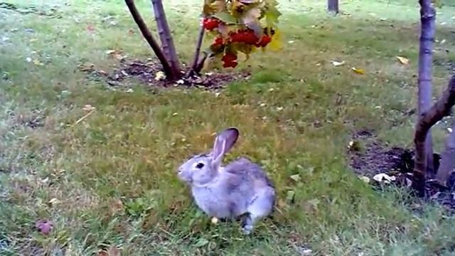 Заяц Василий смотреть онлайн