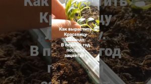 Зацветёт ли лаванда в первый год посадки? да
